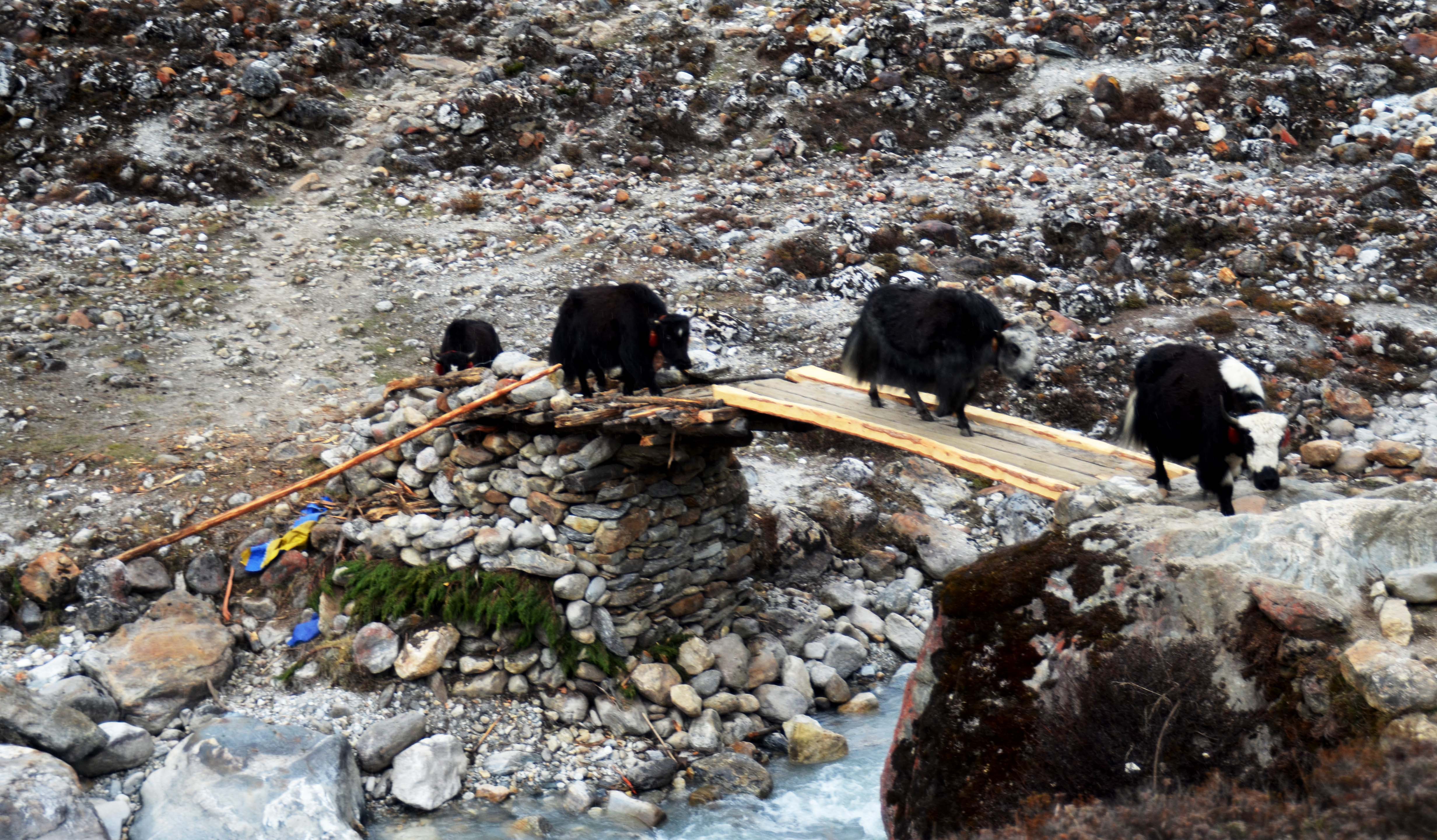 मौमाटार भन्ने ठाउँमा तमोर नदी तर्दै याक ।