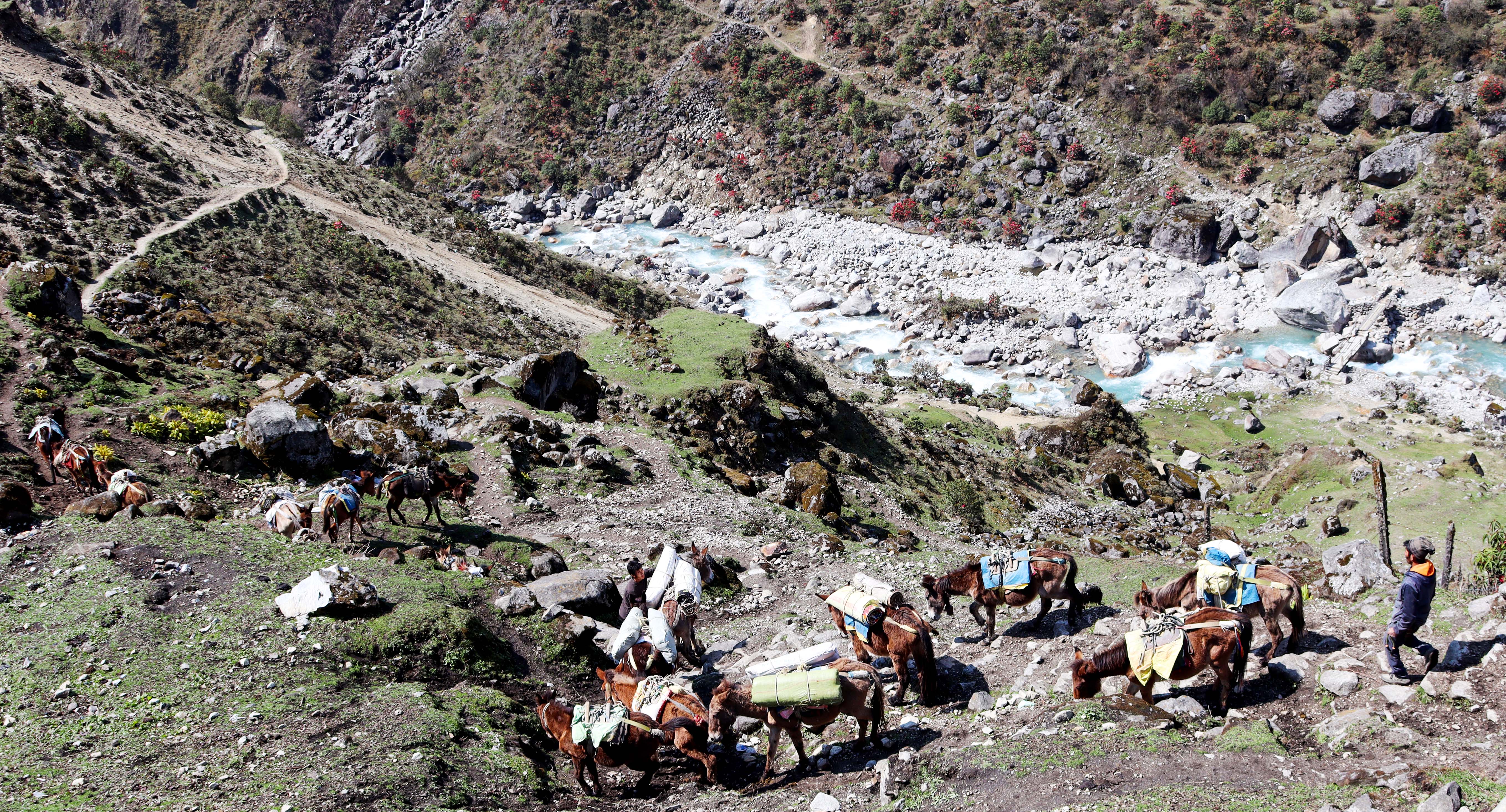 ओलाङ्चुङगोलाबाट सामान लिन इलाडाँडा झारिँदै गरेका खच्चड ।