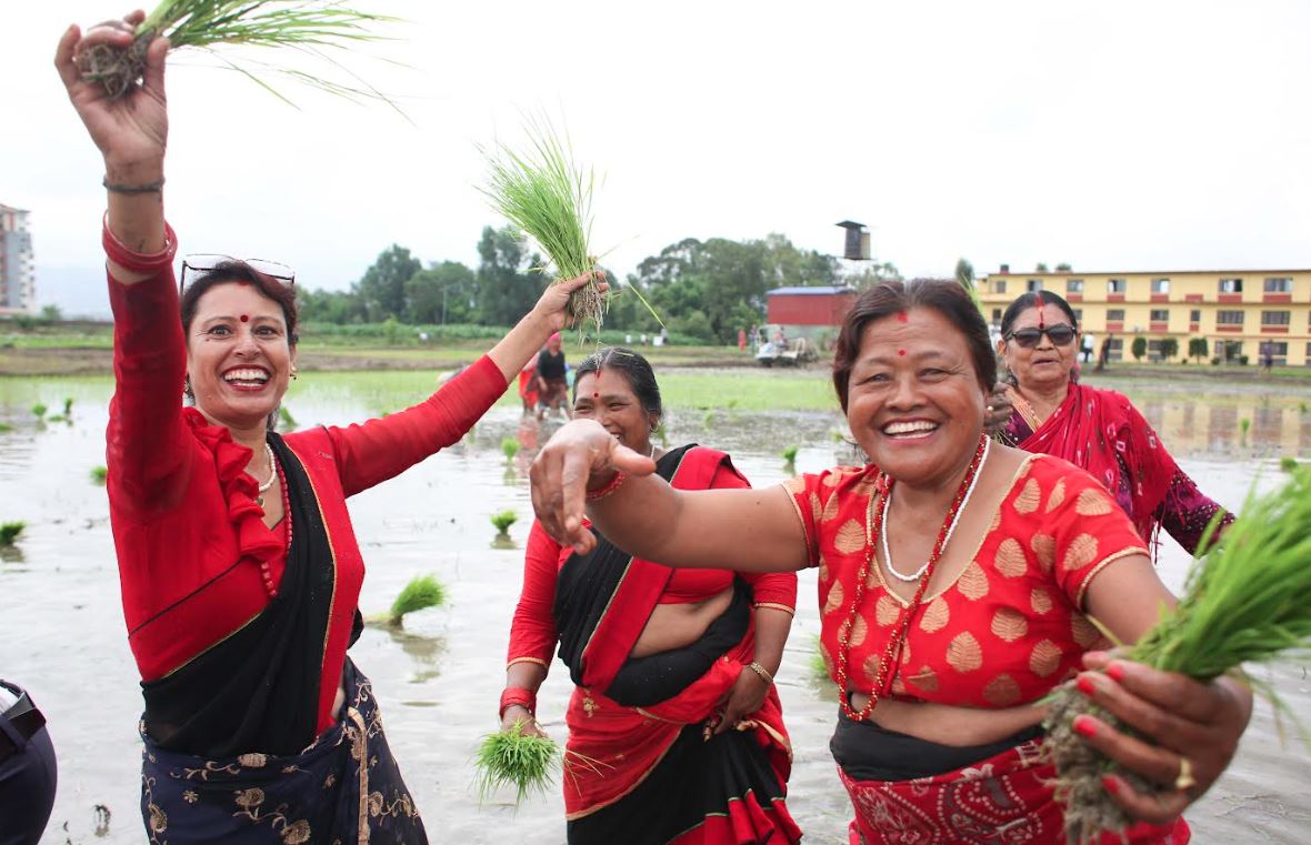 आज असार १५ : धान दिवससहित दही चिउरा खाएर मनाइँदै