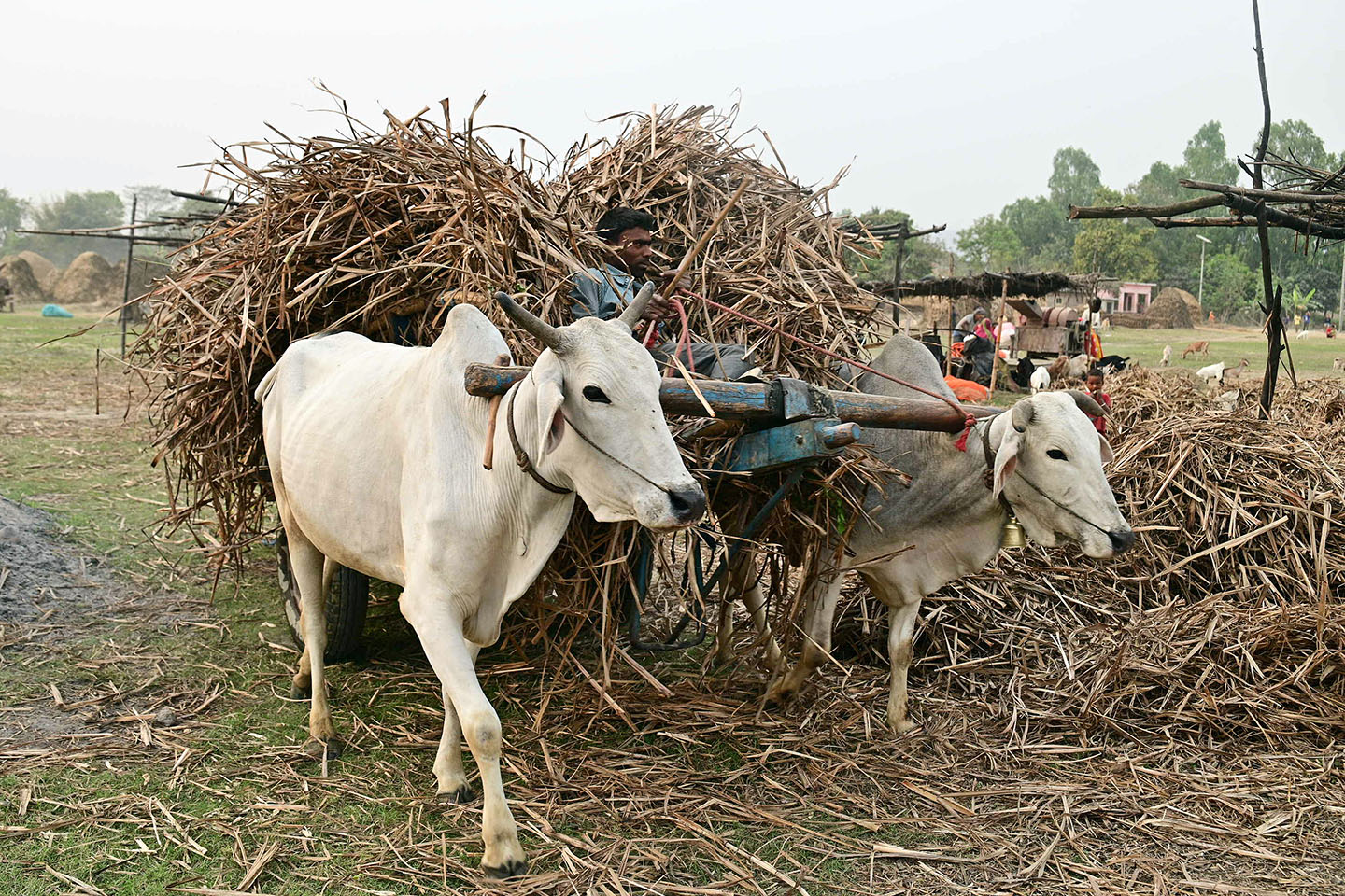 चुल्होमा आगो बाल्नका लागि बयलगाडाबाट उखुको सुकेका पात ल्याउँदै ।