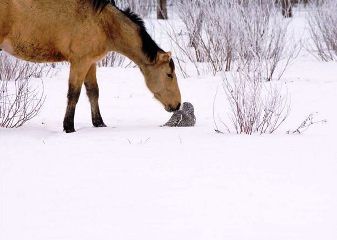 स्नोइ आवल र घोडा । तस्वीर : अनुज घिमिरे