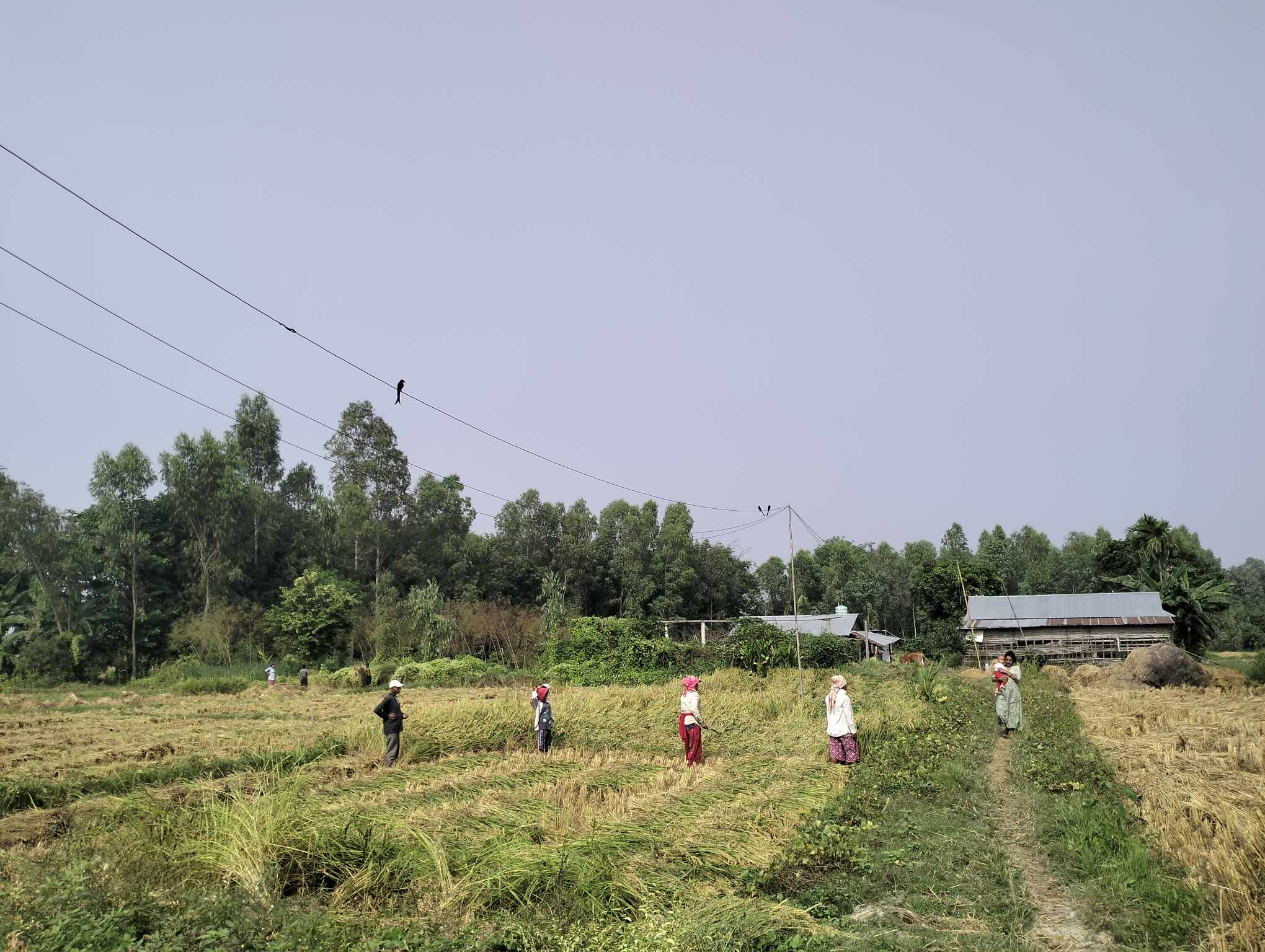 ग्रामथानमा तात्यो उपचुनावको पाराे, धानबारीमा भोट माग्ने चटारो