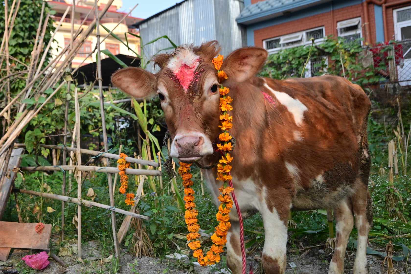 आज कात्तिक शुक्ल प्रतिपदा, गाई पूजा