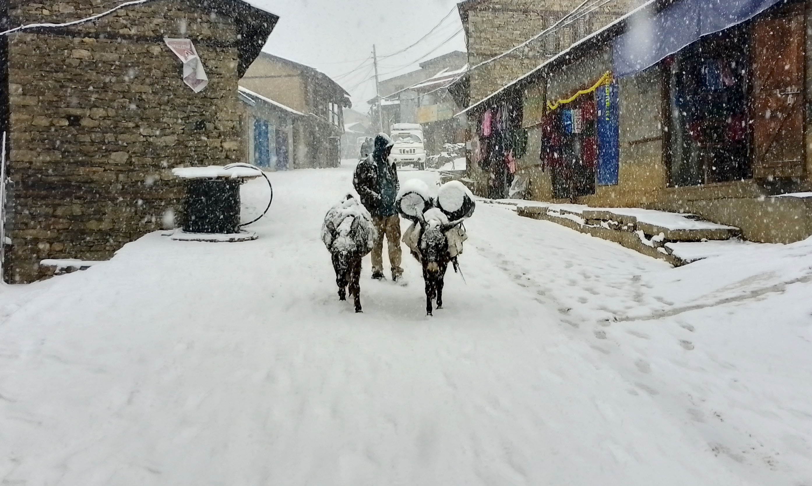 हुम्लामा बाक्लो हिमपात, जनजीवन प्रभावित (तस्वीरहरू)