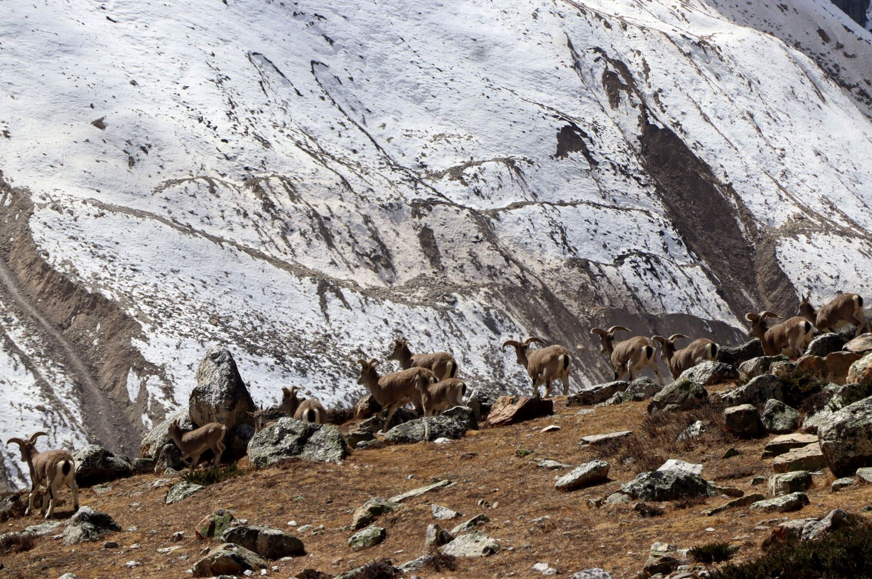 नेपाली हामी रहौँला कहाँ हिमालै नरहे...