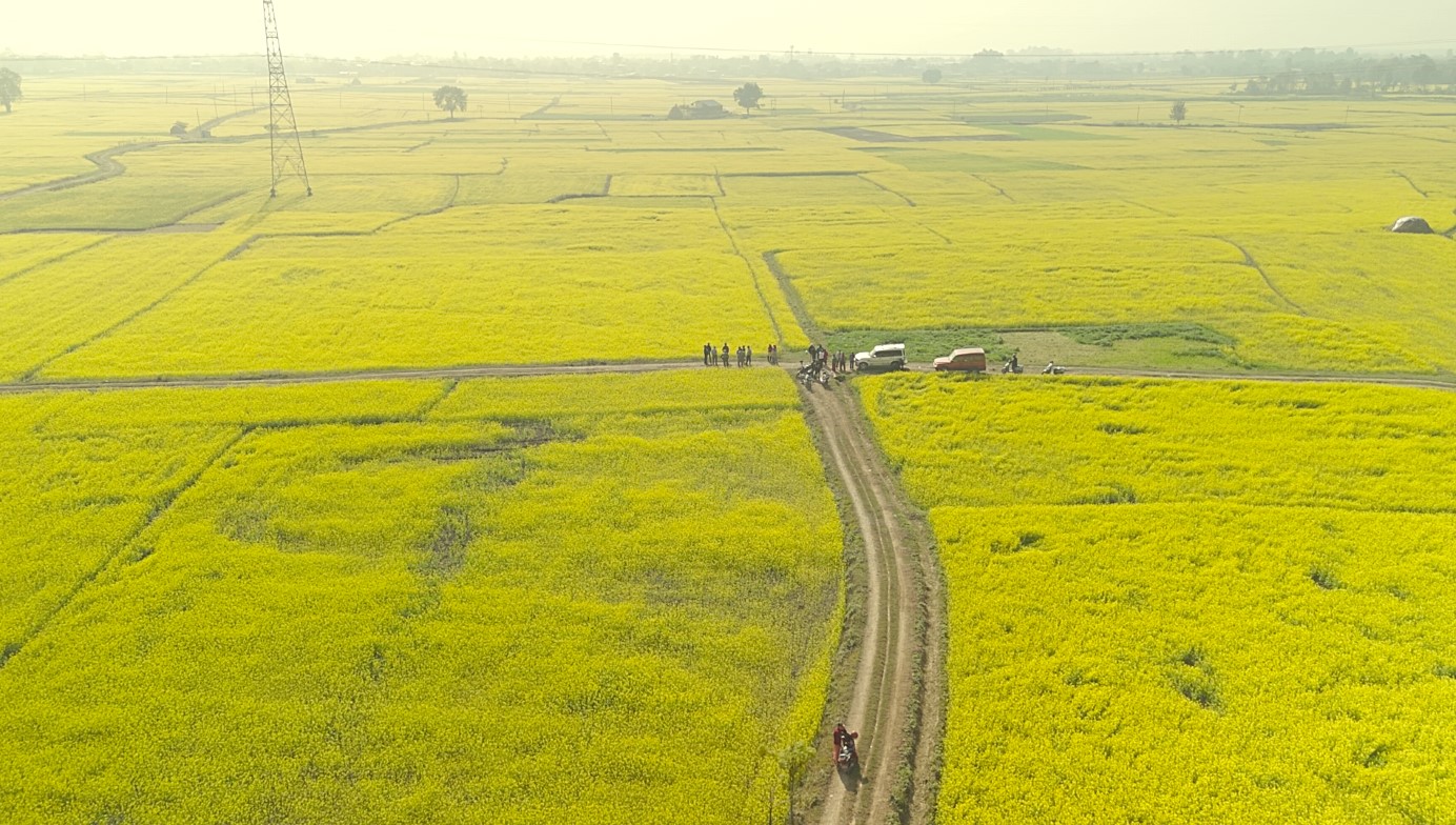 सिँचाइ पुगेपछि भेँडाबारीको गौचरनमा तोरीखेती