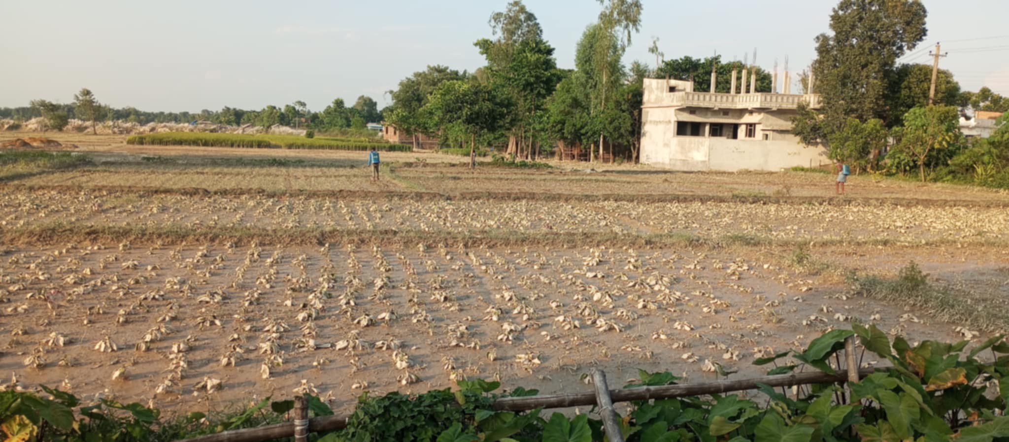 सुनसरीमा बाढीले दुई करोडको तरकारी बाली क्षति