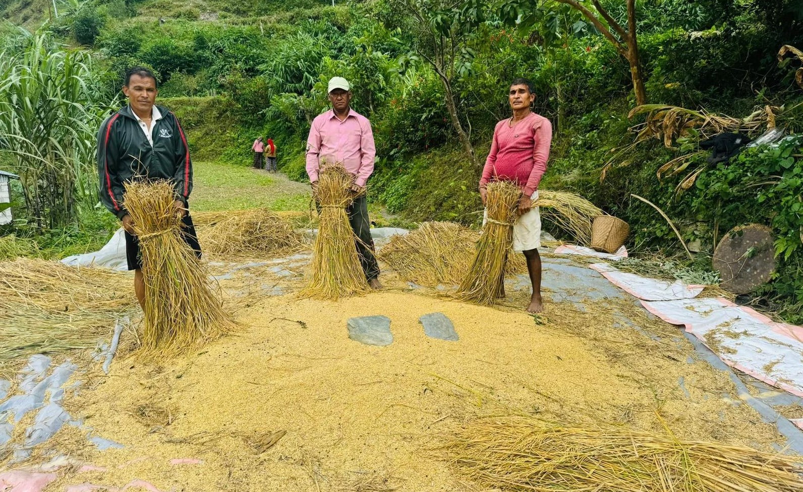 म्याग्दीमा धान र कोदोको उत्पादन बढ्यो