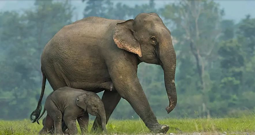 जङ्गली हात्ती बस्तीमा पसेपछि सर्लाहीमा स्थानीय त्रसित