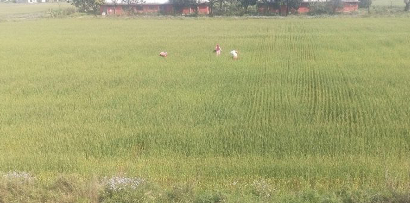 कैलालीमा घट्यो गहुँ उत्पादन