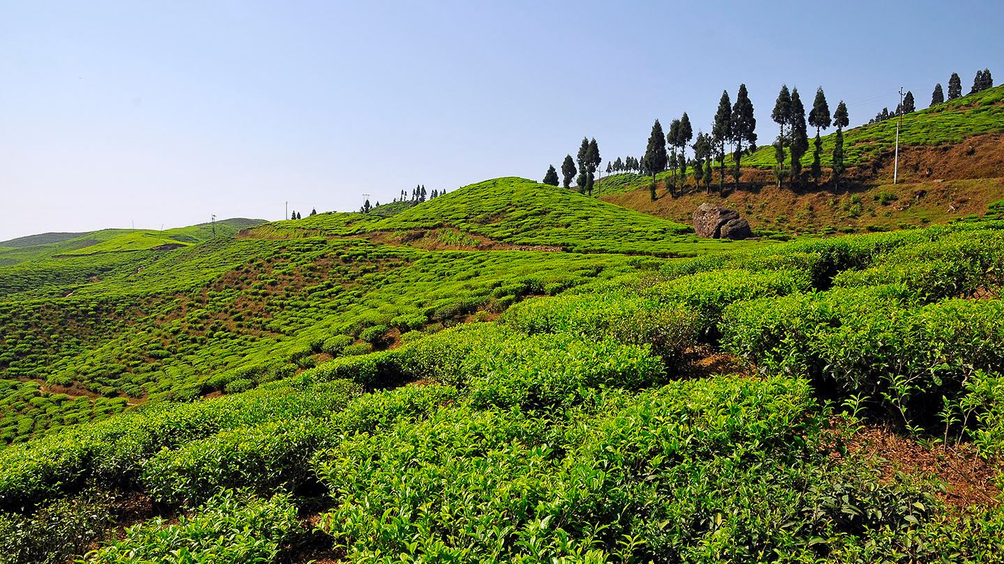 ५२ प्रतिशतले बढ्यो चिया निर्यात 