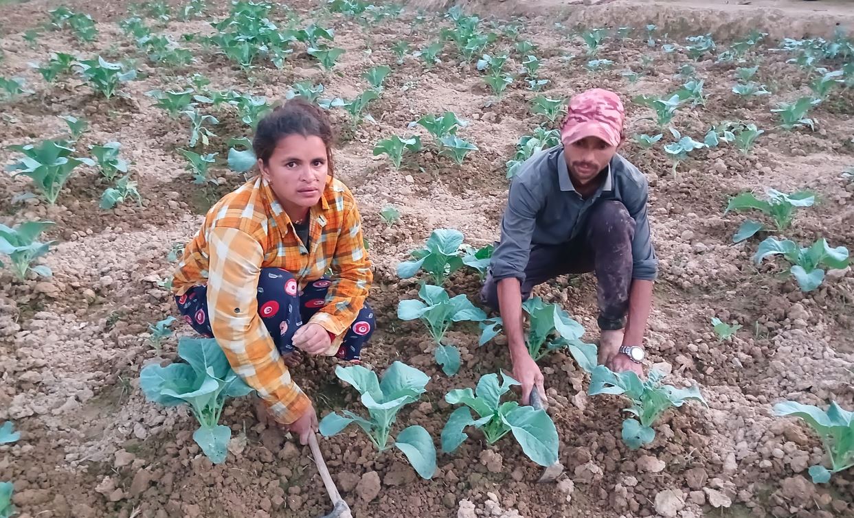 विदेशबाट फर्किएर तरकारी खेतीमा रमाइरहेका भुसाल, कमाउँछन् वार्षिक सात लाख