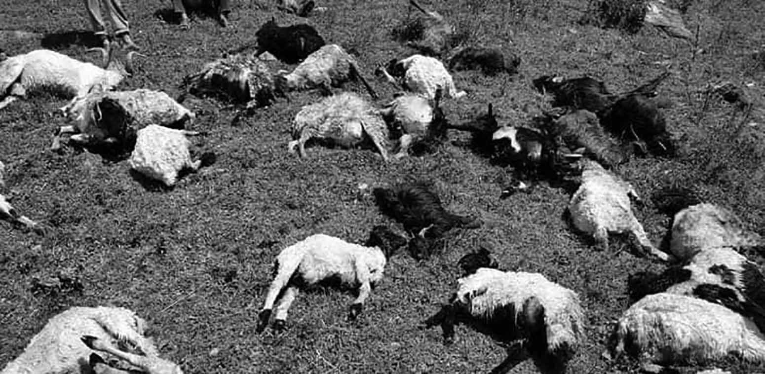 सङ्खुवासभाको सभापोखरीमा चट्याङ लागेर ७२ भेडा मरे