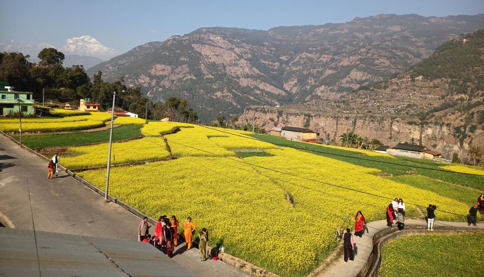 म्याग्दीको रत्नेचौरका तोरीबारीमा टिकटिक बनाउने भीड