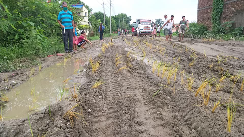 कृषिमन्त्री भुसालको गृहनगरमा स्थानीयले रोपे सडकमै धान