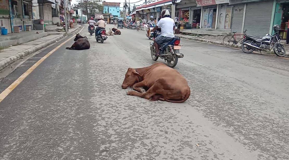 विराटनगरमा छाडा चौपायाका कारण दुर्घटनाको जोखिम 