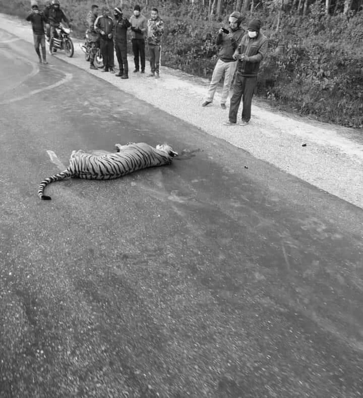 कारको ठक्करबाट बारामा वयस्क बाघ मर्‍याे