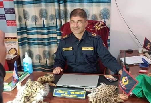 दुई थान बाघको छालासहित तीन जना कोहलपुर प्रहरीको नियन्त्रणमा 