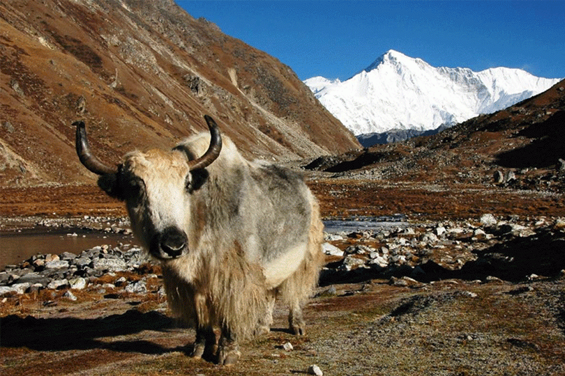 बाबा समूहद्वारा सामूहिक चौरीपालन