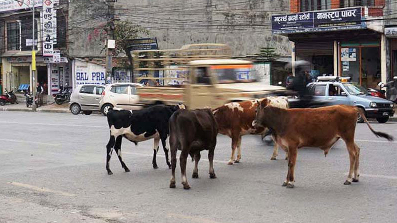 छाडा गाईवस्तुको संरक्षण गरिँदै