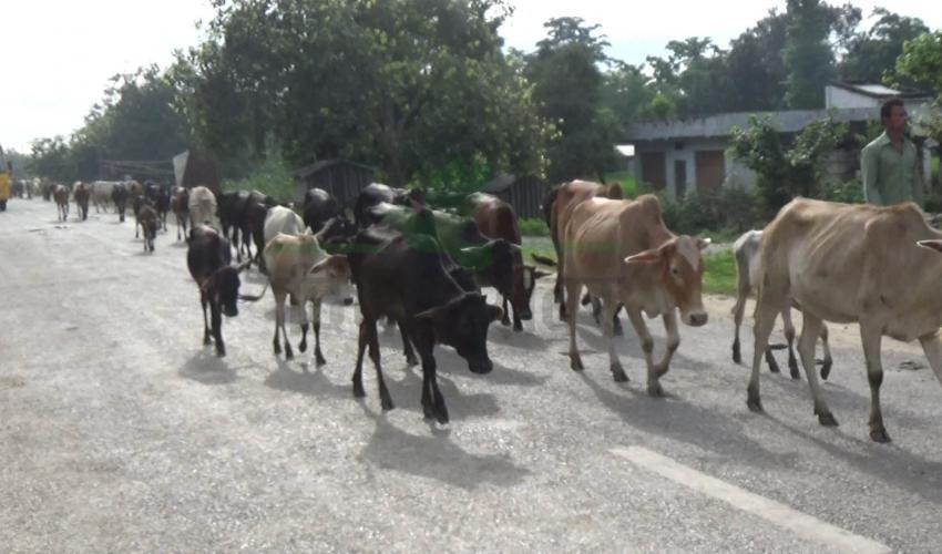 आज विश्व पशु दिवस, जनावरप्रति मानवीय व्यवहार भने क्रुर हुँदै