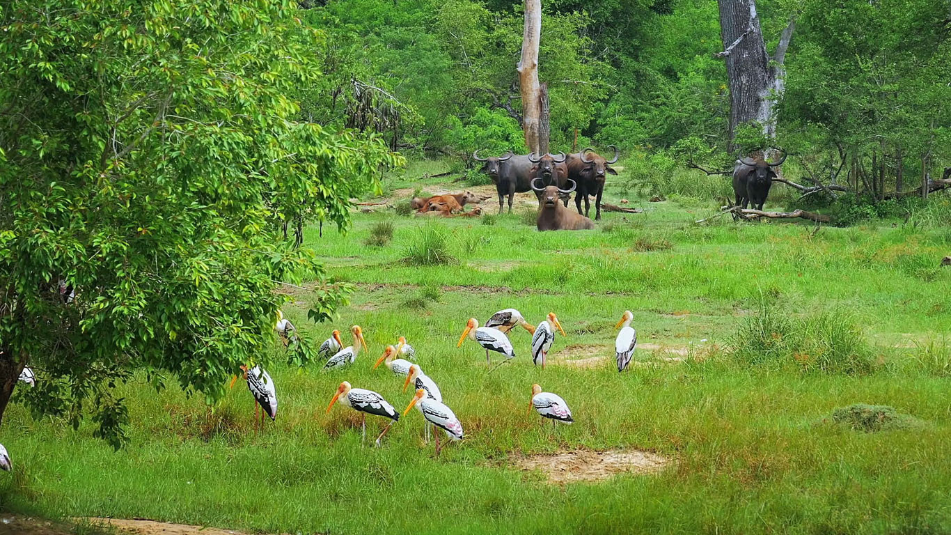 साढे १० हजार हेक्टरभन्दा बढी वन अतिक्रमण