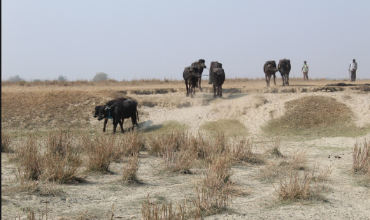 २३० बिघा कब्जा