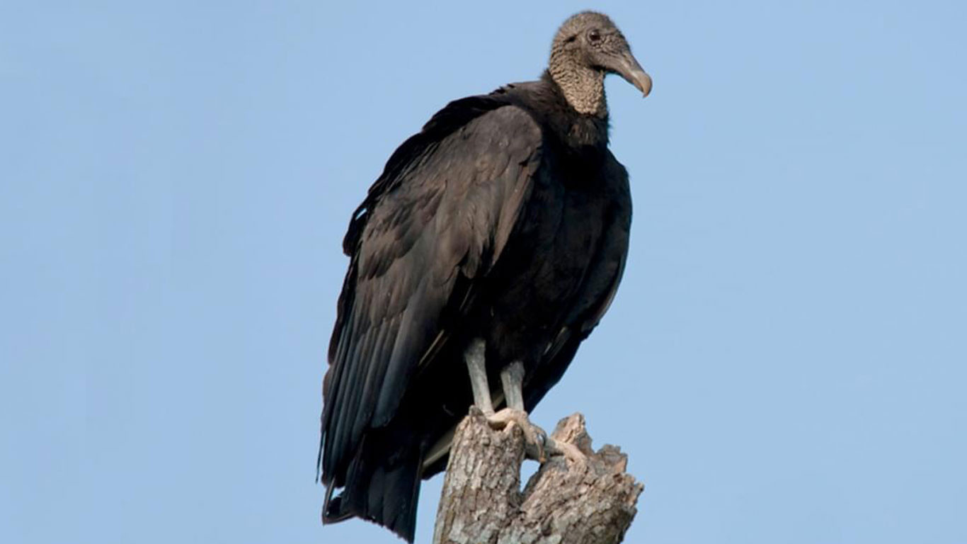 गिद्धमा ट्रान्समिटर जडान गरी अध्ययन