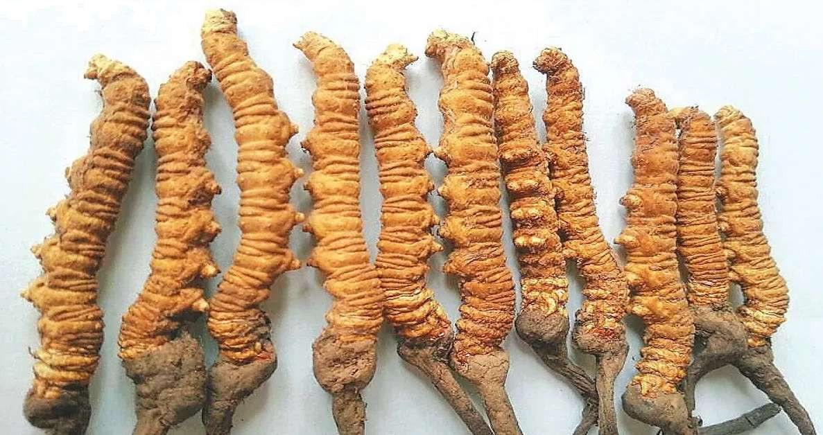 यार्सा चोरी निकासी बढ्दै