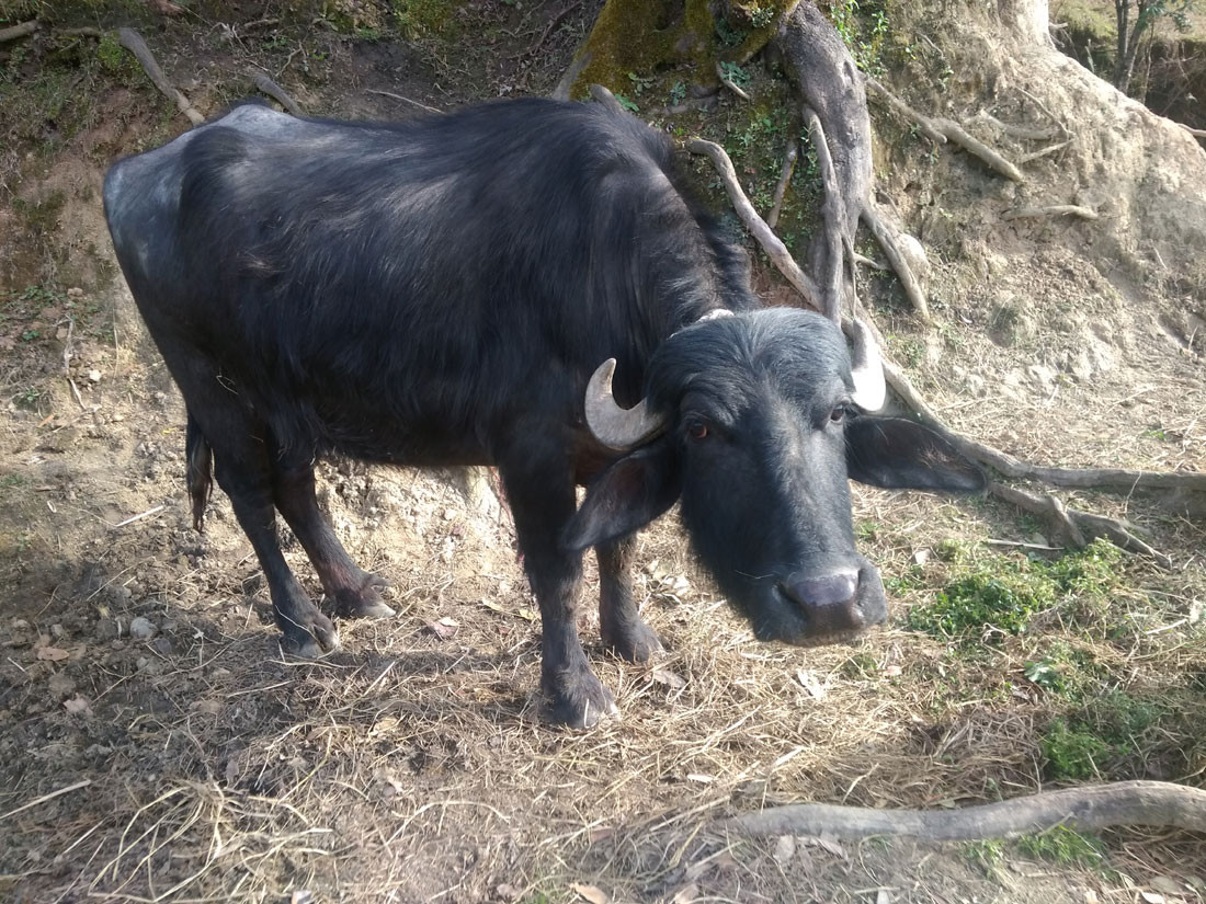 लोप भए रैथाने जातका भैंसी