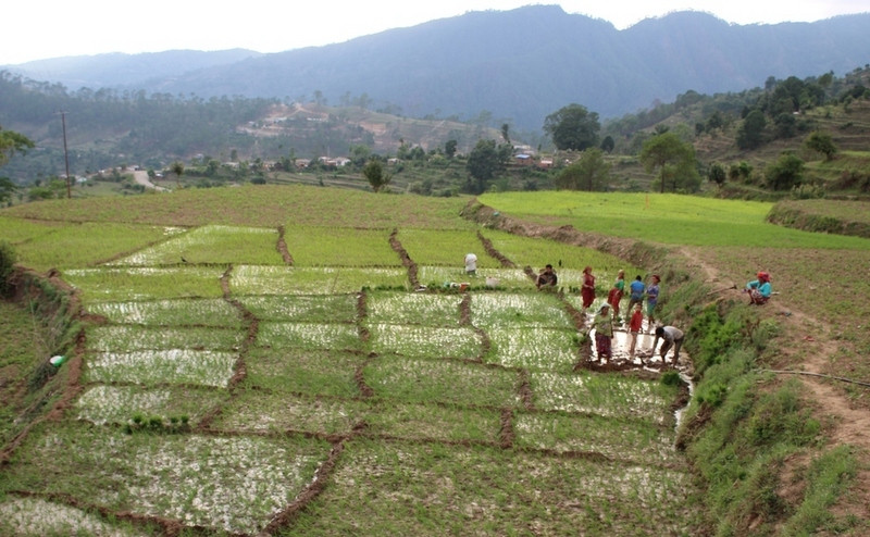 डडेल्धुराको दुमडा गाउँमा पहिलोपटक रोपाइँ