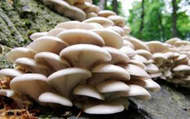 पाँचथरमा विशाक्त च्याउ खाँदा नौ जना बिरामी