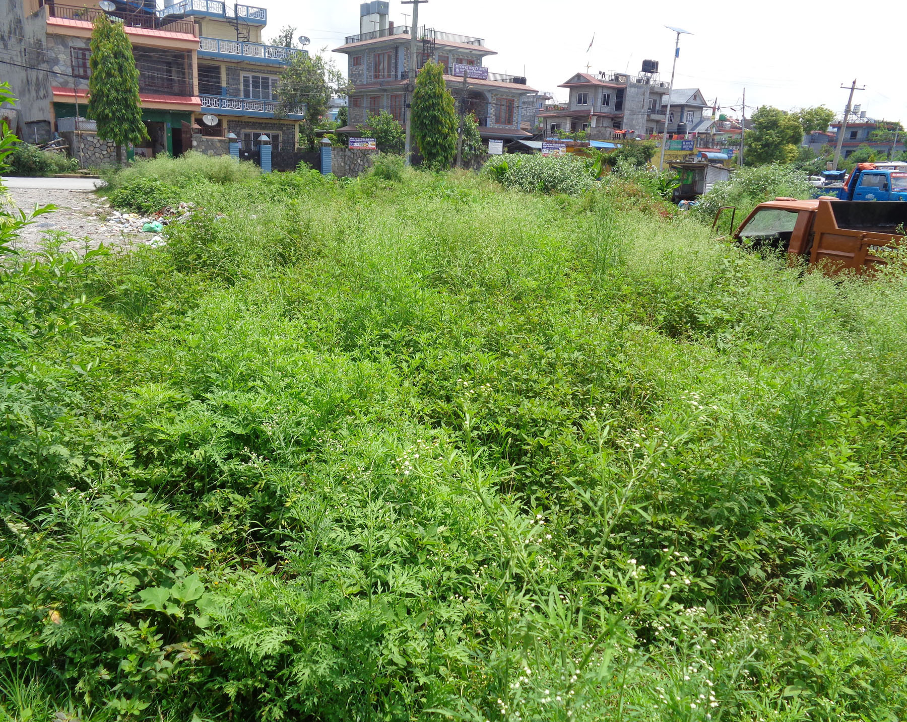 विषाक्त पार्थेनियमको मिचाइमा तितेपाती