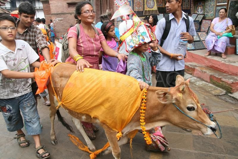 दिवंगत आफन्तको सम्झनामा गाईजात्रा मनाइँदै, उपत्यकामा विशेष राैनक