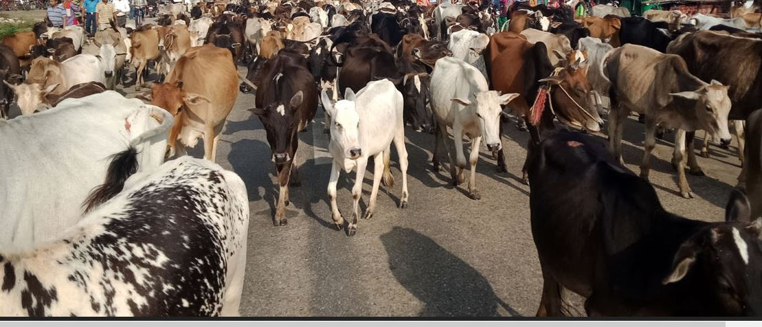 अस्वीकृत चिनियाँ गाई फेरि ल्याइँदै