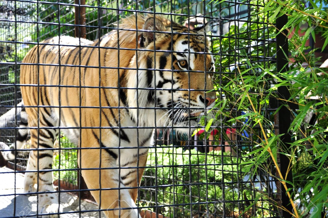 1566869626tiger-1789294255.jpg