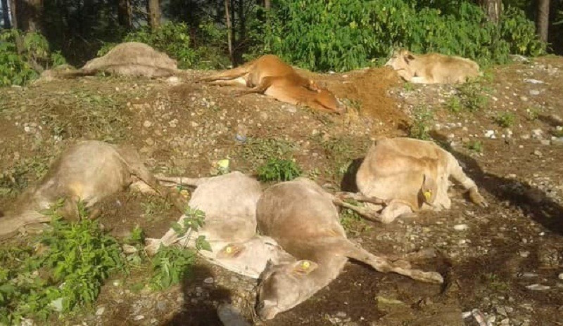 गौहत्या प्रकरण : घटना लुकाउन खोजिँदै