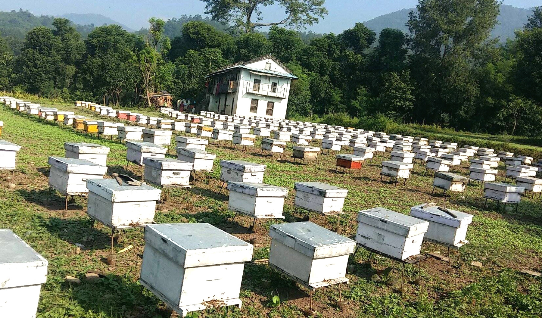 संकटमा मौरी पालन व्यवसाय