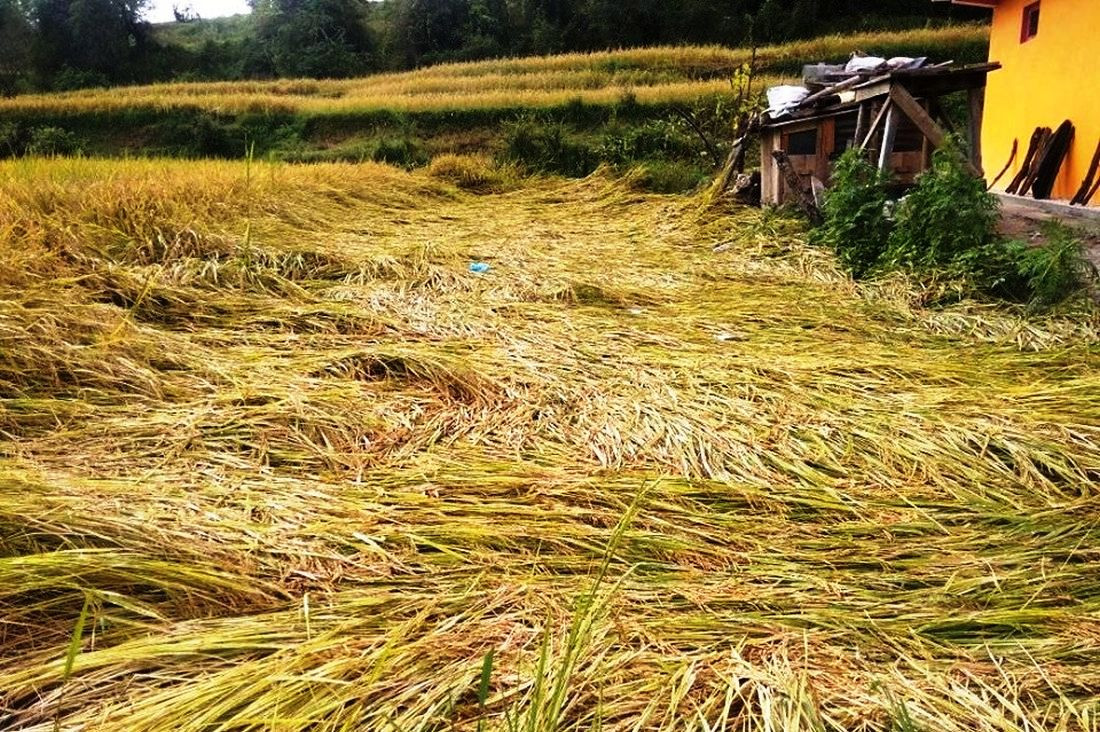 डडेलधुरामा असोजे झरीले धानमा ठूलो क्षति