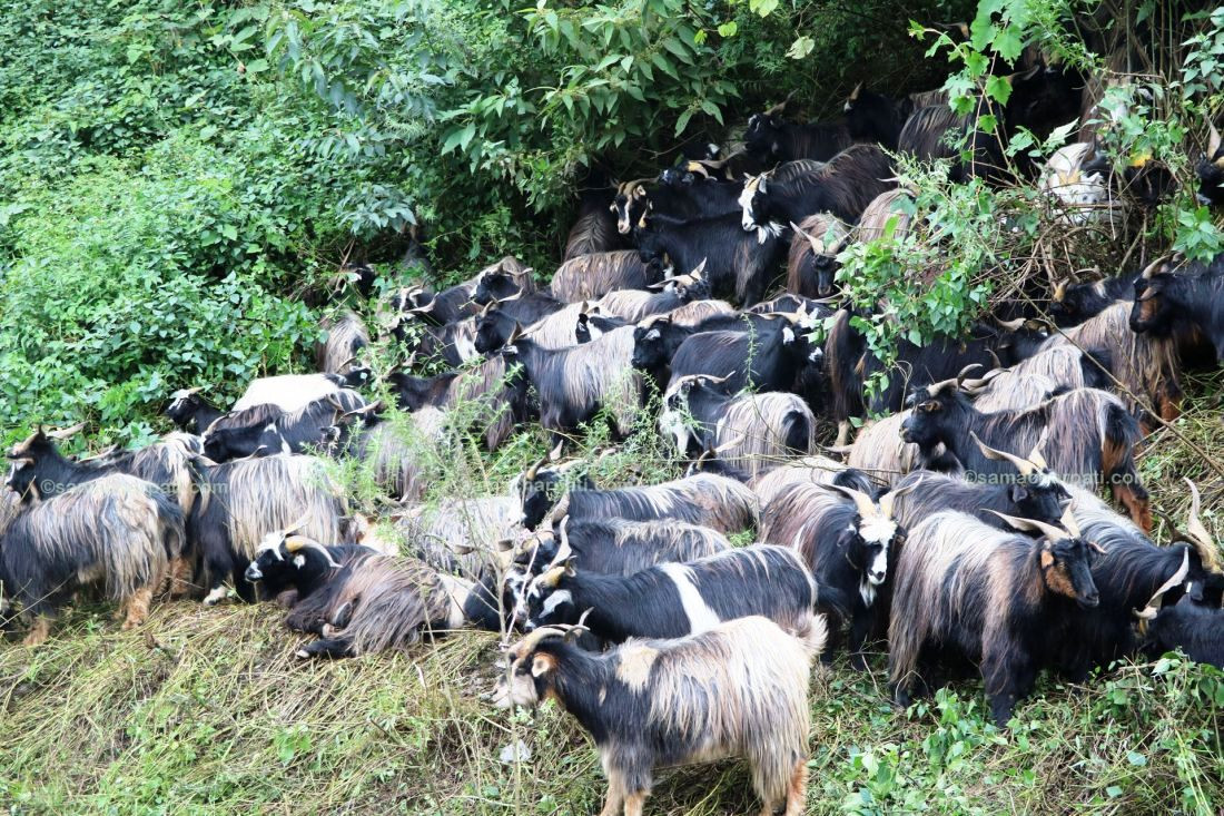 काठमाडौंमा यो वर्ष दोब्बरले बढ्यो च्याङग्राको भाउ