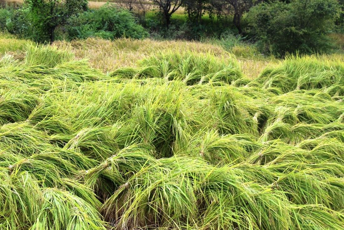 धानको बिउ नक्कली, ९ जिल्लामा १५ करोडको क्षति