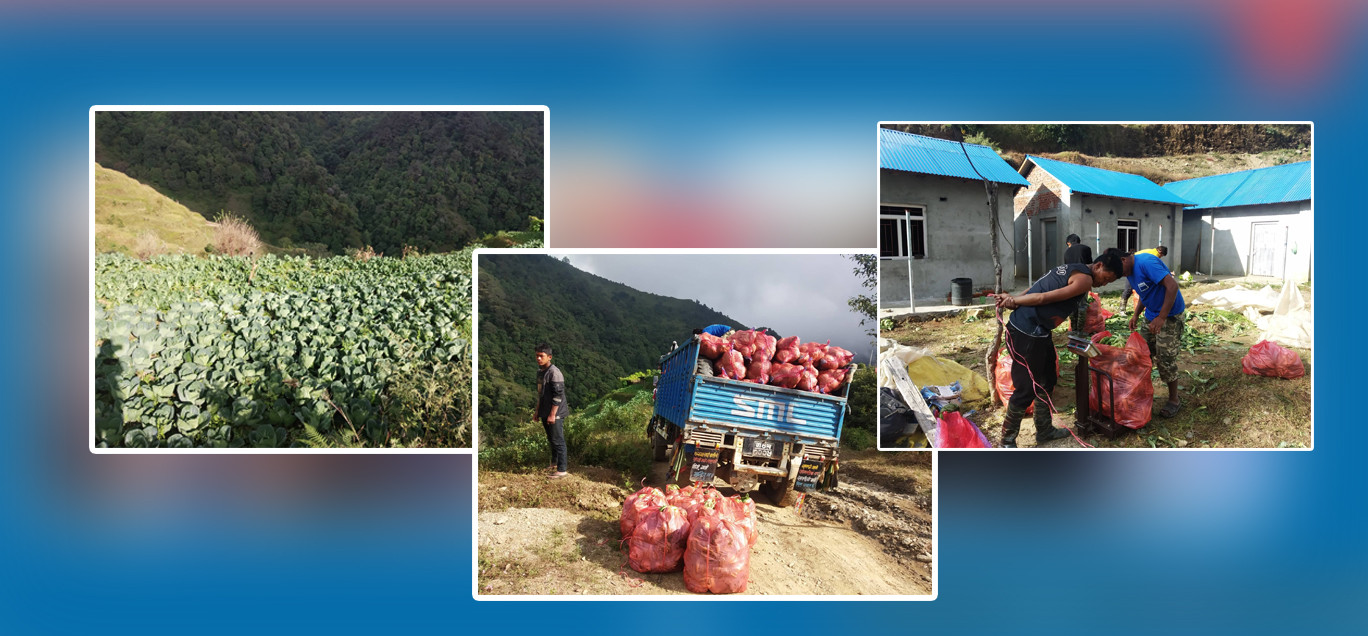 काउलीमा मनपरीः सैलुङमा ३०, काठमाडौंमा १२०