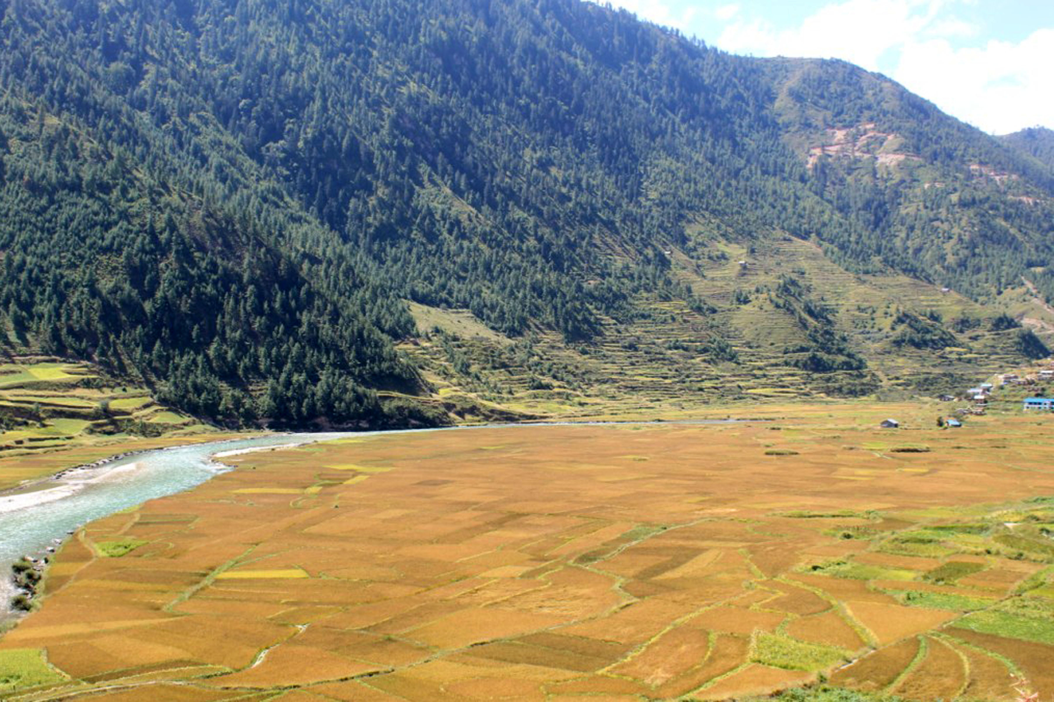 मार्सी धान जोगाउनै मुस्किल
