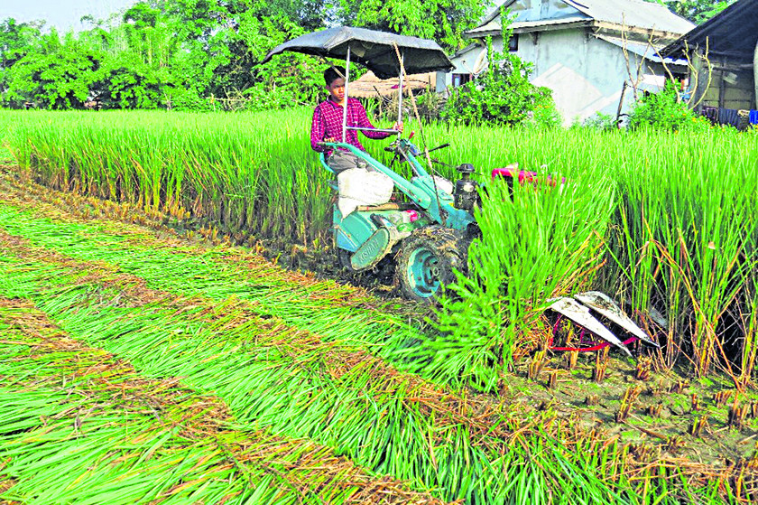 सरकारकै सिफारिशले किसानलाई धोका