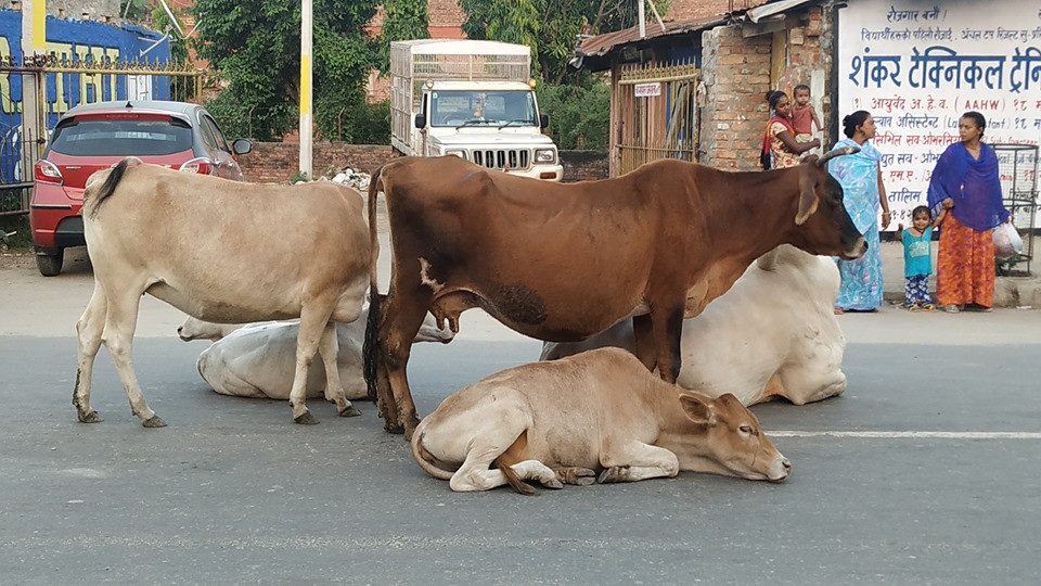 छाडा चौपाया नियन्त्रण गर्न बुटवल उपमहानगरलाई अदालतकाे आदेश