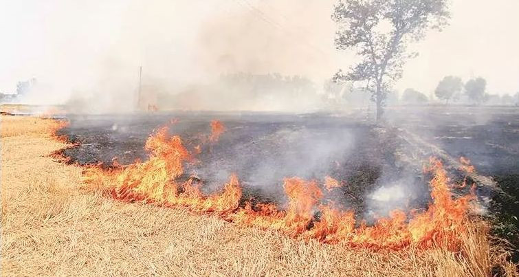 धानमा आगो लगाउँदै झापाका किसान