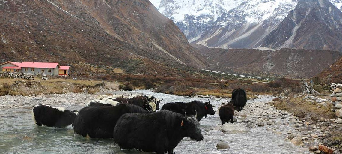 याक र चौँरी जोगाउनै मुस्किल