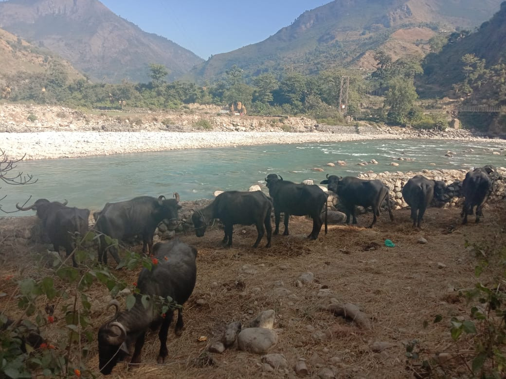 ट्रकमा खाँदेर रातारात भैंसी ओसारपसार