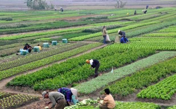 किसानको उत्पादन र आम्दानी बढाइँदै