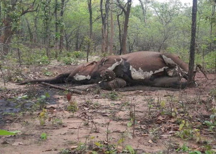 शुक्लाफाँटामा अस्ताइन् ‘रतनकली’